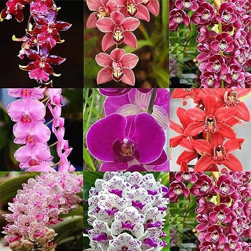 PERZOE 100 pezzi di semi di orchidea profumati, fiori di Cymbidium, piante bonsai da giardino per l'home office 15# Semi di orchidea