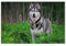 Klassisches Puzzle 1000 Teile，Husky-Hund, Tiere，Kind Oder Einen Freund,1000 Piece（38x26cm）-A109