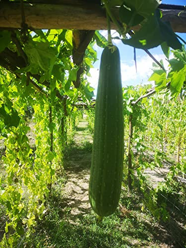 25 Semences de Luffa, éponge végétale - 25 graines de luffa BIO