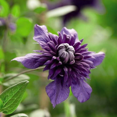 Stunning Clematis 'Kokonoe' - Double Violet-Purple Blooms - Ideal for Patio Planters and Climbing Frames - Easy to Prune and Maintain - 9cm Potted Plant by Thompson & Morgan