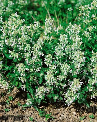 Nepeta racemosa 'Snowflake' 9x9 cm Topf – Winterhart, Mehrjährig, Pflegeleicht – Katzenminze – Beetstaude für Garten & Rabatte
