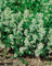 Nepeta racemosa 'Snowflake' ca. 9x9 cm Topf - Katzenminze, weiße Blüten, Blütezeit Mai-September, bienenfreundlich, ideal für Rabatten, pflegeleicht