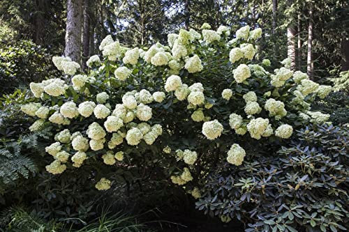 Rispenhortensie Hydrangea paniculata Phantom 80 cm Stamm winterhart