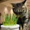 500 pcs katzengras samen kübelpflanzen winterhart exotische pflanzen winterhart blumen balkon bonsai samen winterharte pflanzen für garten topfpflanzen für draußen balkon garten pflanzen