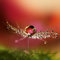 Eurographics Beautiful Dew Drops In Red Glasbild, Glas, Rot, 30 x 30 x 2 cm