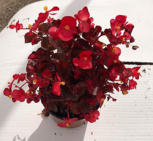 Begonias Semperflorens Pack 6 Plantas Distintos colores -Planta Natural -Planta Jardín- Pack 6 Plantas - 14 cm ø - Vipar Garden 4