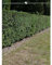 Gemeine Heimische Eibe Taxus baccata 60-80 cm. 5 Heckenpflanzen. Niedrige, immergrüne Taxus-Hecke
