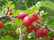 1st. rote Stachelbeere Hochstamm 70-100cm im Topf Höhe Ribes uva-crispa ́Hinnonmäki rot ́