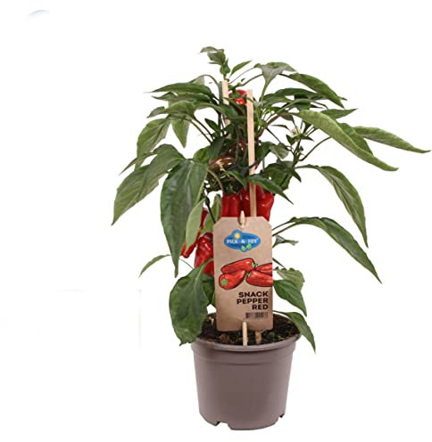 Pimiento JALAPEÑO Planta Natural Cultiva Pimientos Frescos y Picantes Todo el Año con Nuestras Plantas