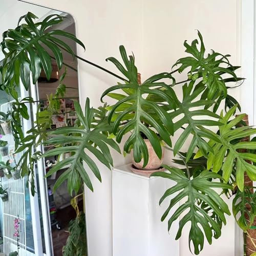 80 piezas semillas de plantas de filodendro - planta trepadora, plantas de balcón resistentes (Filodendro selloum) decoración de la cocina jardín de flores regalo de semillas, jardín