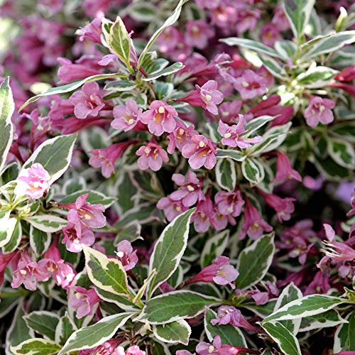 YouGarden Weigela Florida 'Monet' in 3L Pot, Established Plant Ready to Grow, Garden Ready Plant in Nusery Pot, Supplied as 1 x Established
