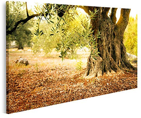 islandburner Bild auf Leinwand Alter Olivenbaum Drucke Kunst Poster Wandbild