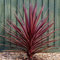 GardenersDream Cordyline Torbay Red Plant in Pot - Colourful Evergreen Hardy Shrub - Healthy Cabbage Palm Plant - Ornamental Shrubs for Gardens, Patio, Borders (15-35cm, incl. 9cm Pot)