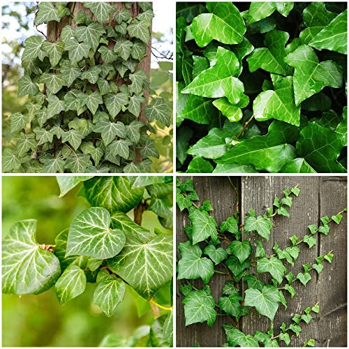 efeutute zimmerpflanze samen,efeu,Hedera helix, bonsai tree bohnenkraut bonsai kaufen büropflanzen exotische zimmerpflanzen fensterbank deko innen 10 Stück