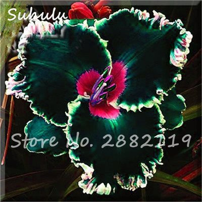 Taglilie Seed 50Pcs Hybrid Taglilie Seed Holland Regenbogen Bonsai Blumensamen Hemerocallis Lily Delicious gesunde Gemüse kann 15 Essen