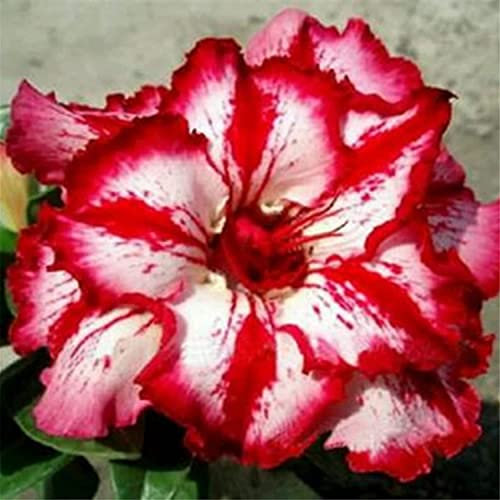 2*Rosa del deserto pianta vera/piante resistenti/4 varietà di colori tra cui scegliere