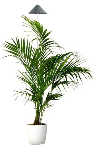 Parus by Venso SUNLiTE XL LED Vollspektrum Pflanzenlampe Grau 25W Indoor Plants Pflanzen Beleuchtung, mit ausziehbarem Teleskopstab, Parus Pflanzenlampe für große und kleine Zimmerpflanzen