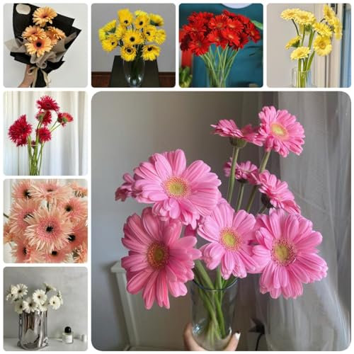 300 Pcs Gerbera Samen, Winterlinge Gartenpflanzen Winterhart Mehrjährig Gerbera Samen Blumen, Samen Winterhart, Blumensamen Gastgeschenk Geschenke Für Gärtner, Herbstblumen Winterhart