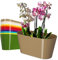 KADAX Blumentopf aus Kunststoff, 27 x 13 cm, breiter Topf, ovaler Pflanzentopf, Blumenübertopf für Orchideen, Bellis, Stiefmütterchen, Drazänen (Beige)