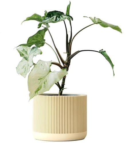 LIATH | Blumentopf aus Beton | Übertopf | Pflanzenhalter | Blumenvase | Edition ONE | Kyoto (S | 10cm, Sunshine)