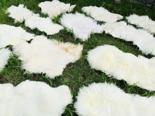 Provellus ECHTE ÖKO SCHAFFELLE LAMMFELL SCHAFFELL Fell HELL bis 150cm 2.Wahl Schnäppchen (eher lang (5cm - 15cm), 120-130cm lang)