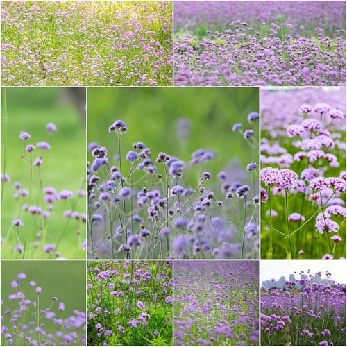 Eisenkraut - blumendeko heilkräuter sommerblumen - Seltene serie - deko verbene Eisenkraut bio blumenwiese balkonpflanzen 300samen