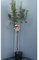SAVINI VIVAI Später Fuji-Apfelbaum oder Obstpflanzen, Apfelbaum im Topf, 22–24 cm, 2–3 Jahre, Höhe 130–150 cm, hergestellt in Italien