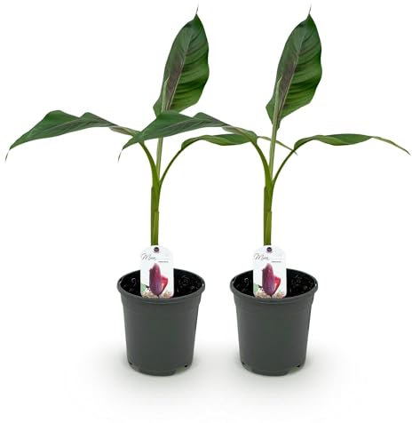 Bananenpflanze Musa sikkimensis Red Tiger – 2 Pflanzen – Winterhart – Obstpflanze – Topf Ø17 cm, Höhe ca. 40 cm – Exotische Gartenbanane mit auffälligen rot-grünen Blättern