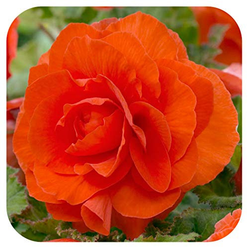 Begonia Non-Stop Double Tubers/Corms Orange x 5 Summer Flowering by Growtanical®