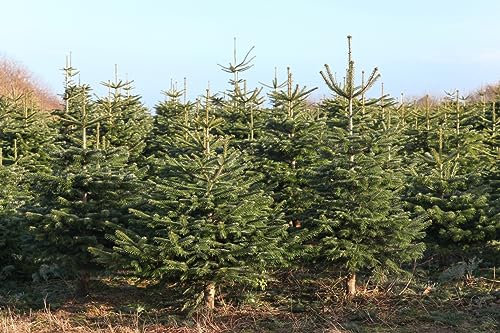 100 Samen Nordmanntanne, Abies nordmanniana, Weihnachtsbaum Samen
