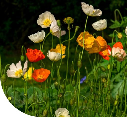 Islandmohn (Papaver nudicaule) -250g - 125 m2 - Bunte Mischung - Mehrjährige Pflanze - Lange Blütezeit