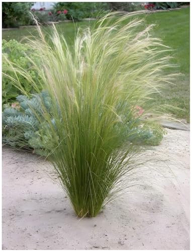 10 x Stipa tenuissima 'Pony Tails' im 1 Liter Topf (Ziergras/Gräser/Winterhart/Mehrjährig/Staude/Stauden) Federgras - Leichtigkeit und Eleganz in jedem Garten - von Stauden Gänge