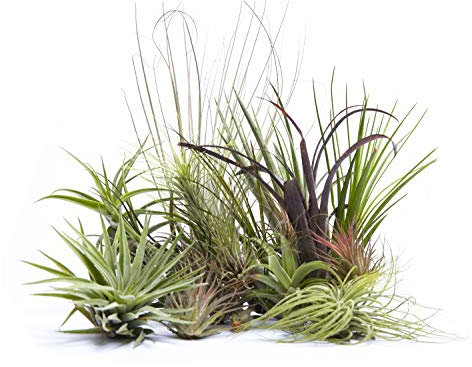 8 Tillandsia Mix ,Aire Planta, Planta de Interior