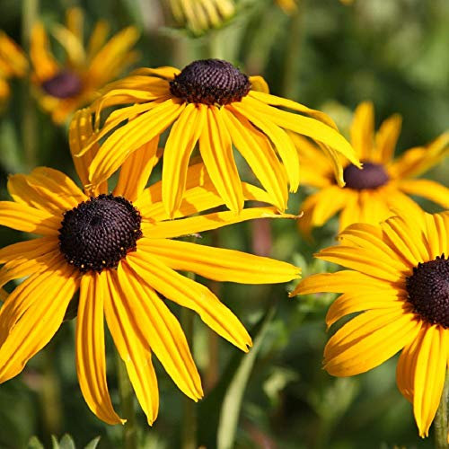 Rudbeckia fulgida 'Goldsturm' / Hardy Perennial/Seeds Black Eyed Susan 75 Flower Seeds