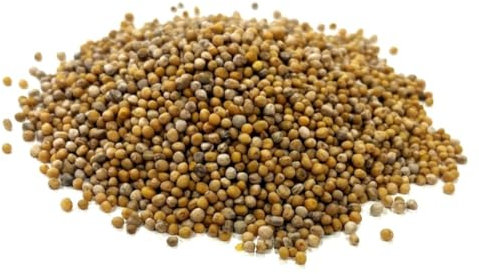 Agricultural Mustard Seed 500g Green Manure SMH