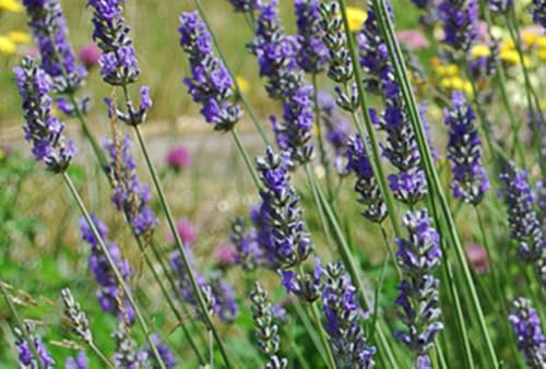 Lavandula int. 'Grosso' - Lavande 'Grosso', Lavandin 'Grosso' En pot 1.5 litre