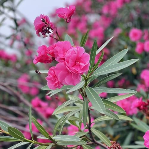 semi di oleandro semi di alberi da giardino fiori estivi - Piante rare - fiori oleandro piante da balcone giardino pianta in vaso bonsai resistenti arbusti interno alberi ornamentali 10pcs