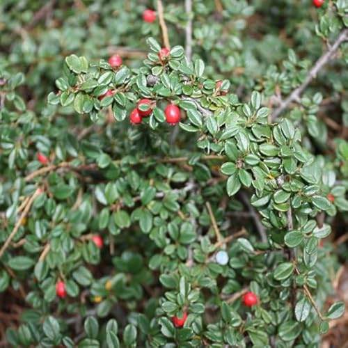 6x Kriechmispel 'Skogholm' - Cotoneaster seucicus 'Skogholm' - Topf 9x9cm