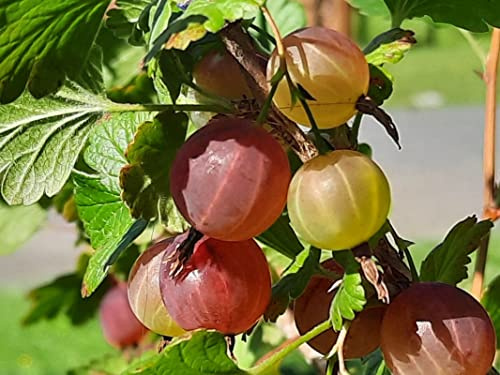 Gooseberry Bush Live Plant, Edible Berry Fruit Shrub, 5-9 Inch Tall
