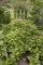 Sorbaria sorbifolia 'Sem' - Fiederspiere, Winterhart & Pflegeleicht, Immergrün, Zierstrauch C5 Topf, 60-100cm