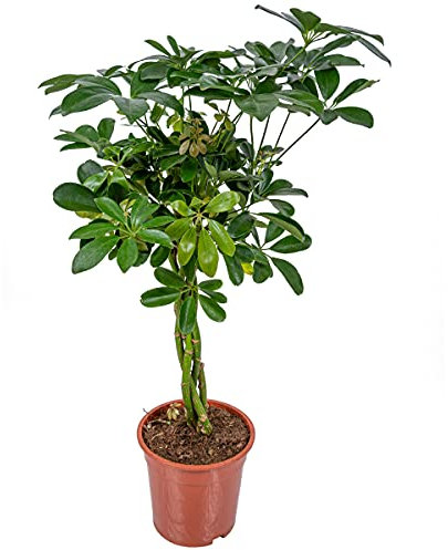Bloomique - Schefflera Arboricola - Strahlenaralie - Zimmerpflanzen - Luftreinigend - Pflegeleicht - 60-80 cm Hoch - Topf 19 cm
