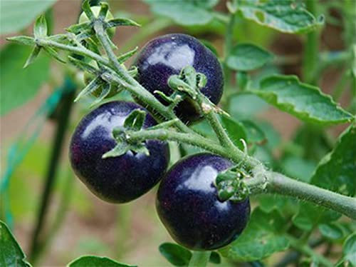 Ponak New Fresh 100pcs Blue Indigo Rose Tomate Gemüsesamen