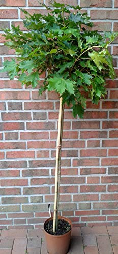 Kugelahorn, Ahorn, Sorte: Globosum, Gesamthöhe: 250 cm (Stammhöhe: 180 cm) + Dünger