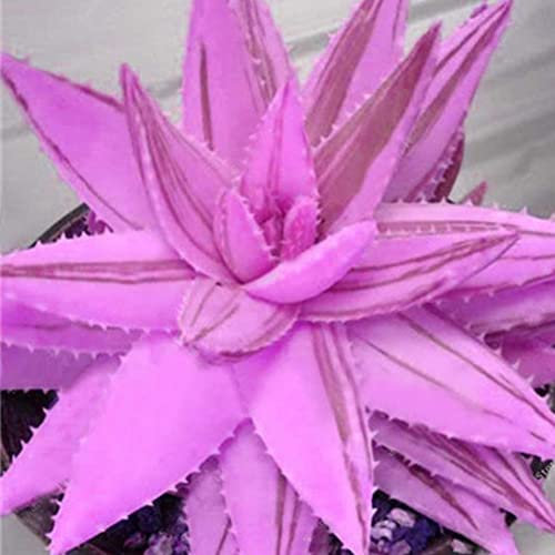 Haloppe 100 Pz Aloe Vera Fiori Piante Semi Per La Piantagione Del Giardino Di Casa, Rare Aloe Vera Pianta Grassa Perenne Anti-Radiazioni Semi Di Giardino Domestico 1# Semi di aloe vera