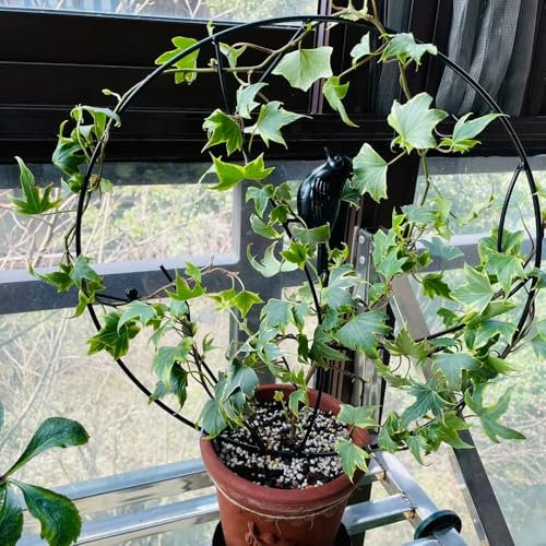 efeu pflanze samen exotische pflanzen winterhart gartendeko für draußen geschenke für gartenfreunde bonzai baum pflanzendeko wanddeko pflanzen kübelpflanzen winterhart mehrjährig 30pcs