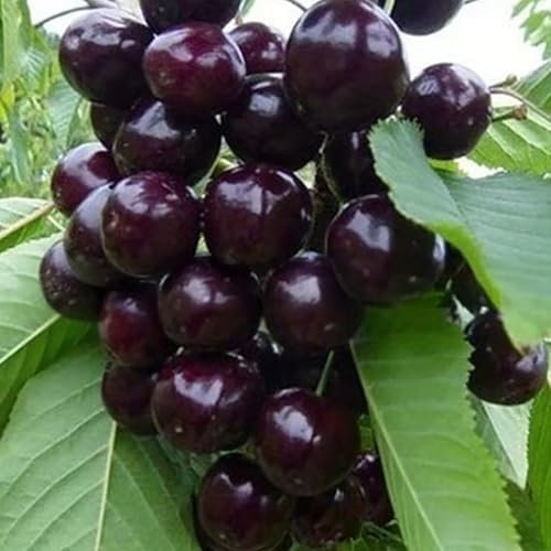 Luojuny 100 piezas de semillas de cerezo negro árbol frutal autofélil prunus serotina enano semillas de cerezo para la siembra de interior al aire libre 100pcs