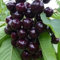 Luojuny 100 piezas de semillas de cerezo negro árbol frutal autofélil prunus serotina enano semillas de cerezo para la siembra de interior al aire libre 100pcs