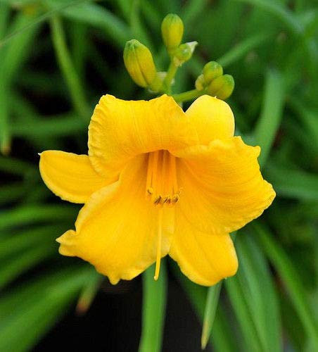 PLAT FIRM GERMINATIONSAMEN: Stella D 'Oro Taglilienstaude - Hemerocallis - Rebloomer - Lebende Pflanze - Quart Pot