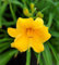 PLAT FIRM GERMINATIONSAMEN: Stella D 'Oro Taglilienstaude - Hemerocallis - Rebloomer - Lebende Pflanze - Quart Pot