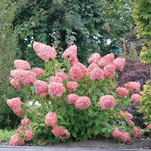Paniculata Hydrangea Live Plant, 6-8 Inch Tall, 2.5 Inch Pot